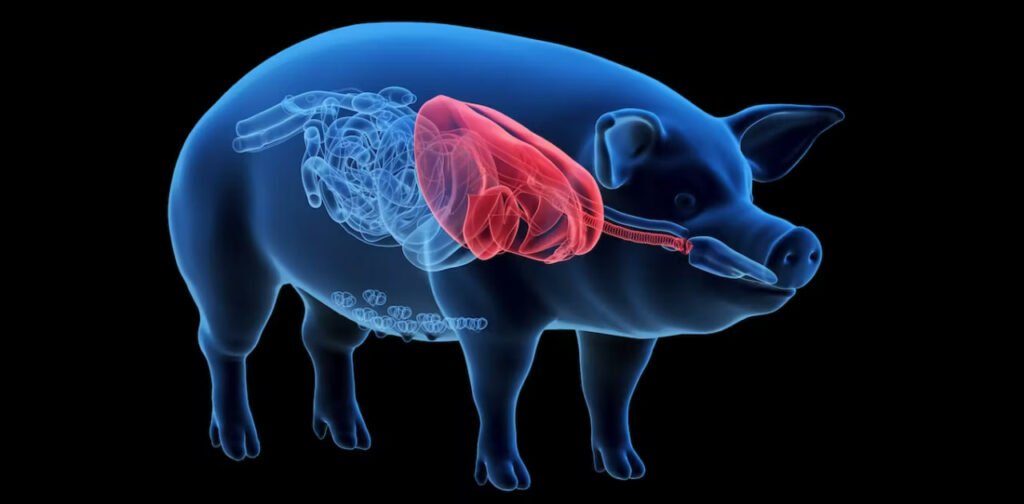 دومین بیمار دریافت‌کننده قلب خوک به‌دلیل نارسایی قلبی درگذشت