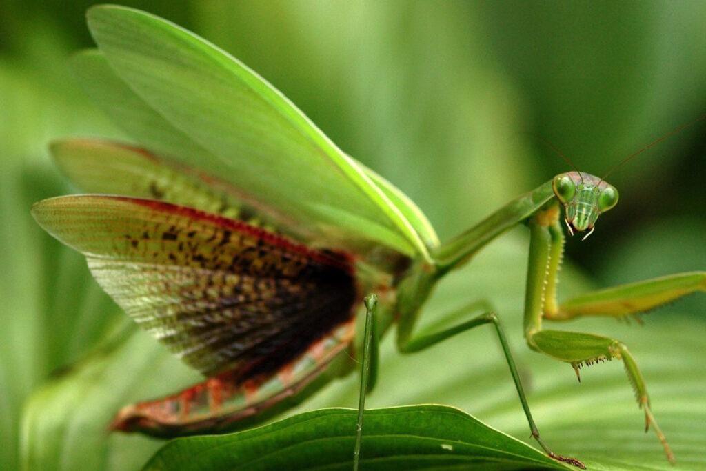 10 جانور خارق العاده ای که شبیه هیچ جانور دیگری نیستند