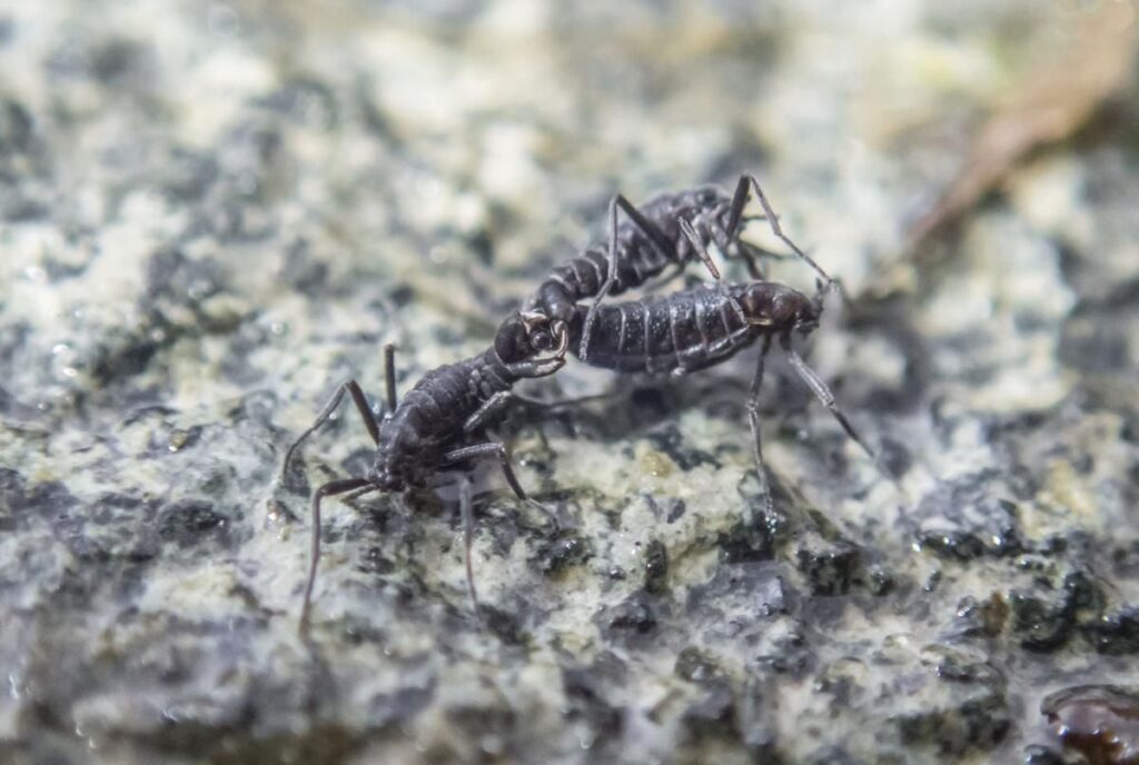 10 جانور خارق العاده ای که شبیه هیچ جانور دیگری نیستند