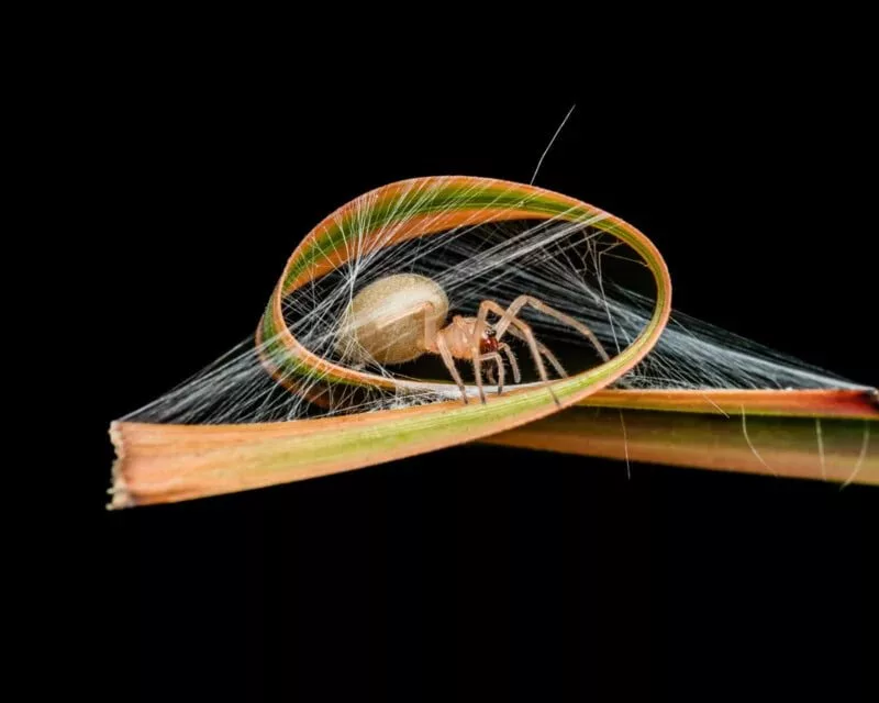 1705084162 105 برندگان مسابقه عکاسی کلوزآپ سال 2023 اظهار شدند عکس.webp