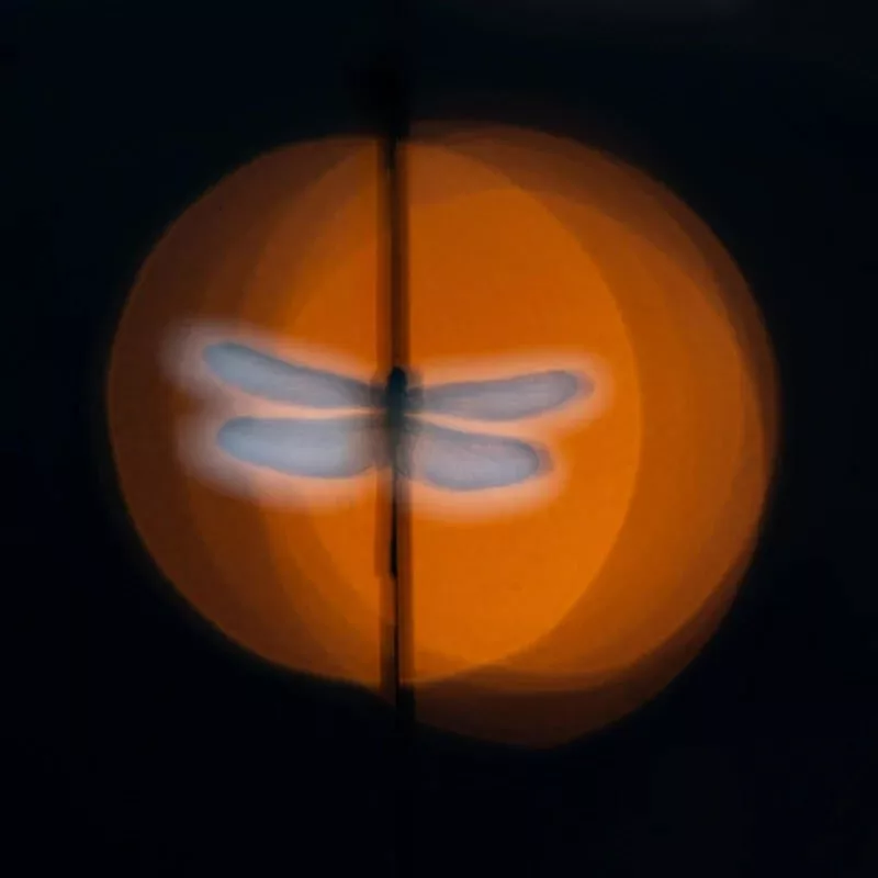 1705084162 21 برندگان مسابقه عکاسی کلوزآپ سال 2023 اظهار شدند عکس.webp