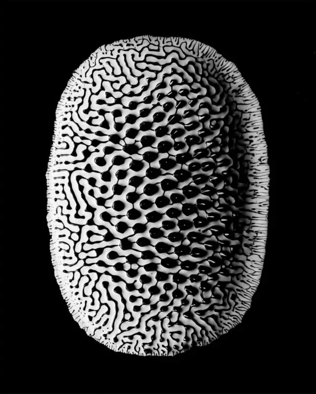 1705084162 529 برندگان مسابقه عکاسی کلوزآپ سال 2023 اظهار شدند عکس.webp