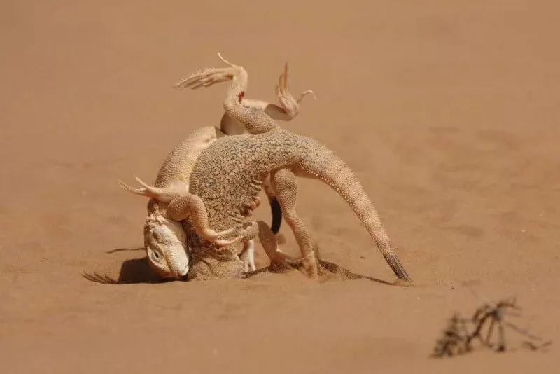 1705084162 75 برندگان مسابقه عکاسی کلوزآپ سال 2023 اظهار شدند عکس.webp