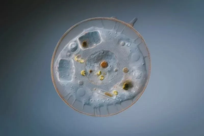 1705084162 805 برندگان مسابقه عکاسی کلوزآپ سال 2023 اظهار شدند عکس.webp