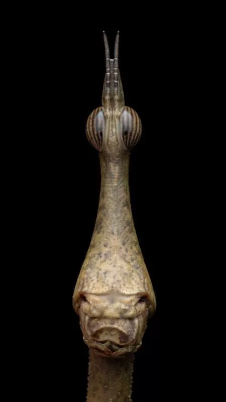 1705084162 901 برندگان مسابقه عکاسی کلوزآپ سال 2023 اظهار شدند عکس.webp