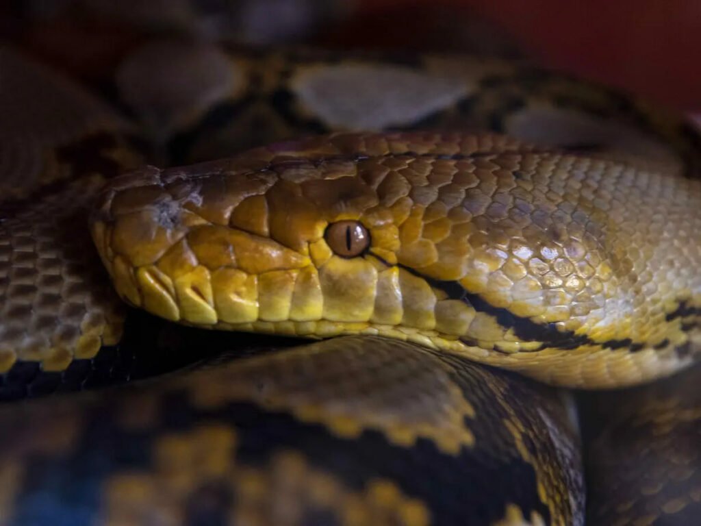 1710670312 972 دانشمندان پرورش مار پایتون به‌گفتن غذای انسان را نظر می‌کنند