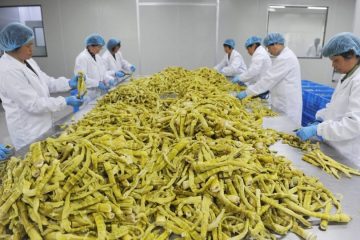بامبو به اندازه شیر گاو دارای مقادیر بالای پروتئین و مواد مغذی است