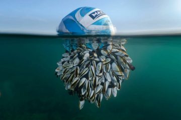 مسابقه عکاسی حیات وحش بریتانیا 2024