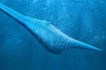 معرفی زیردریایی بدون خدمه Manta Ray متعلق به دارپا + ویدیو