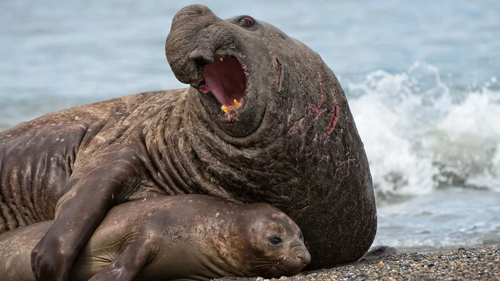 دوریخیت اندازه جنسیتی