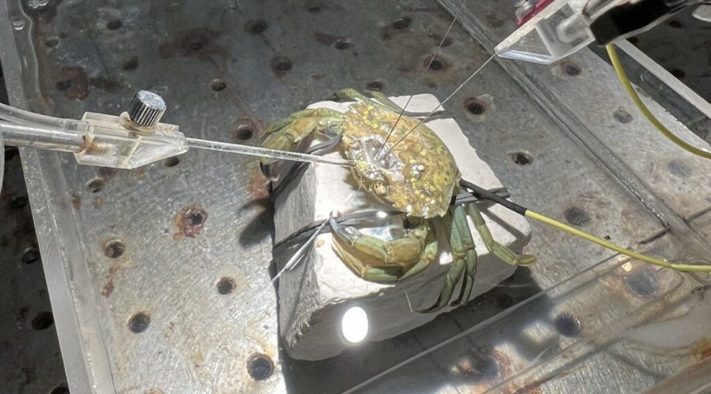 درد در خرچنگ‌ها