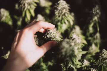 اعتیاد به گل(ماری جوانا): خطرات، علائم و راه‌های ترک اعتیاد