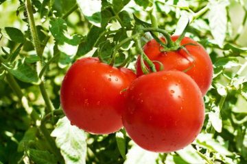 ۱۲ مواد غذایی که نیازی به یخچال ندارند