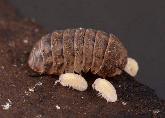 1745518968 40 تشخیص جای نیش حشرات گوناگون و نحوه درمان آن‌ها دوپلر